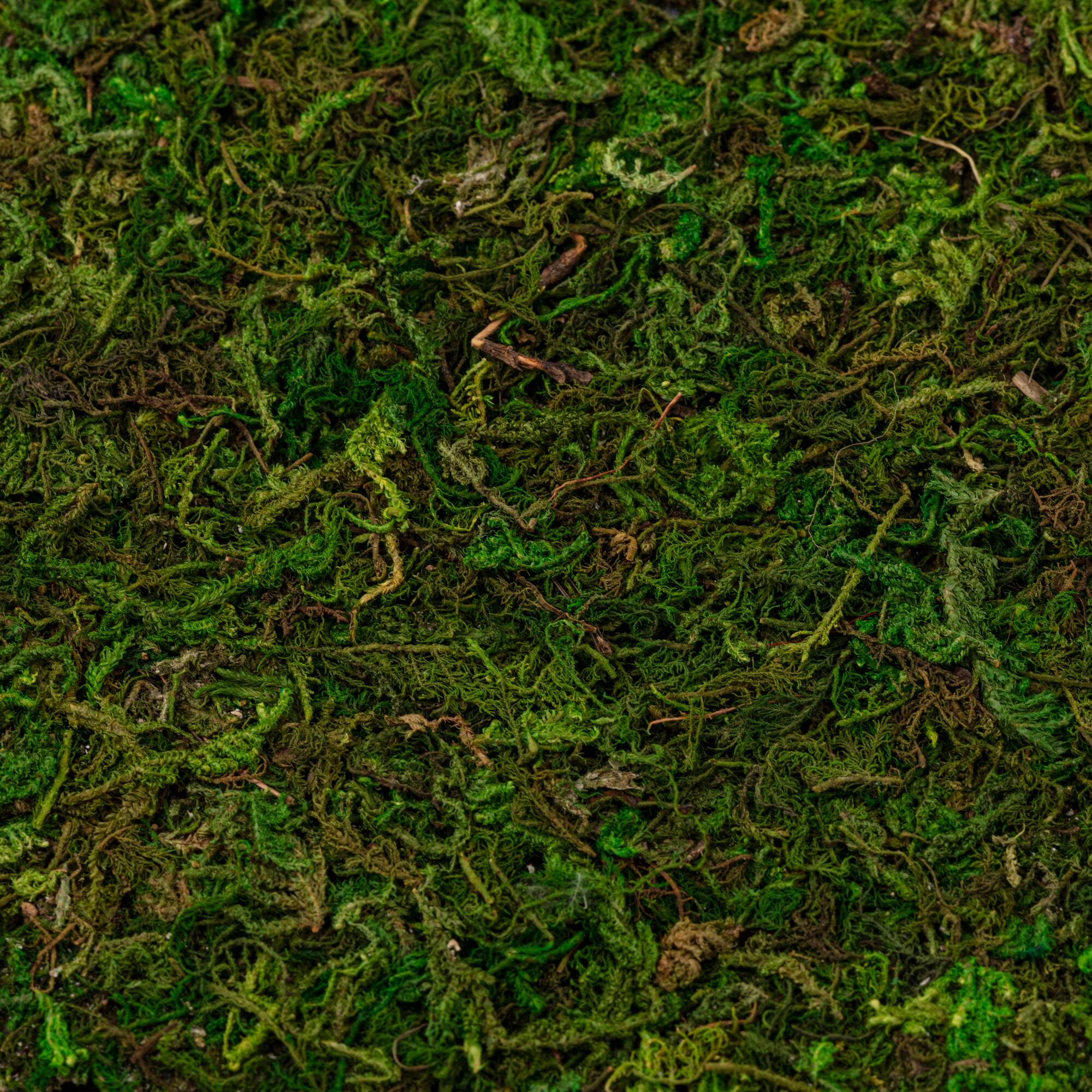 Moss Mat by Ashland®